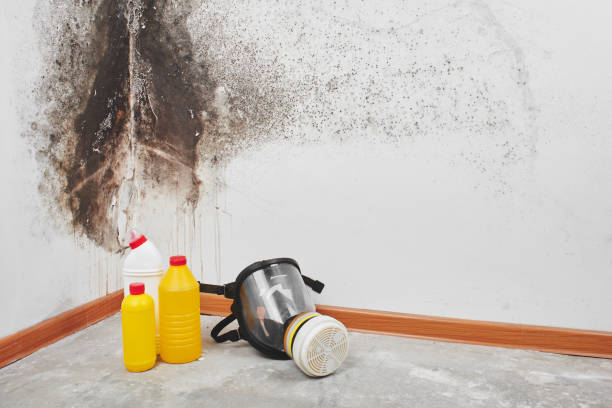Best Residential Mold Remediation in Salisbury, MO