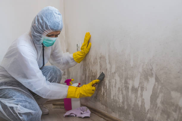 Best Post-Flood Mold Remediation in Salisbury, MO