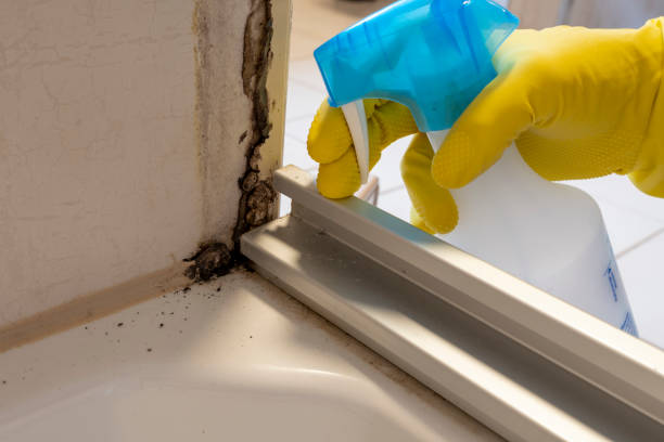 Professional Mold Remediation in Salisbury, MO
