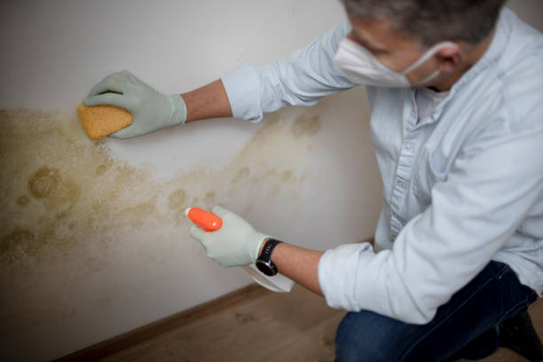 Best Bathroom Mold Remediation in Salisbury, MO