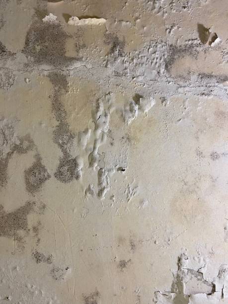 Best Commercial Mold Remediation in Salisbury, MO