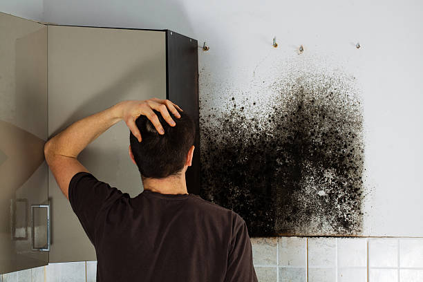 Best Black Mold Remediation in Salisbury, MO